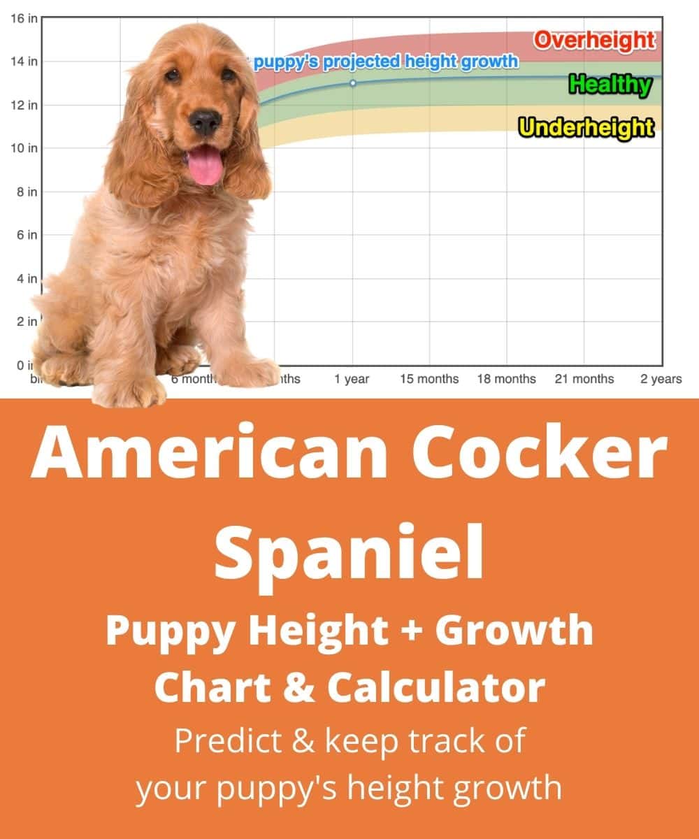 American Cocker Spaniel 